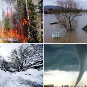 Natural Disaster Relief